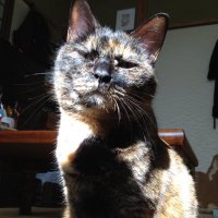 御刀研師　関山和進 (@masamune62) 's Twitter Profile Photo