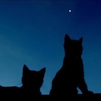 The Puss Puss Band (@puss_band) 's Twitter Profile