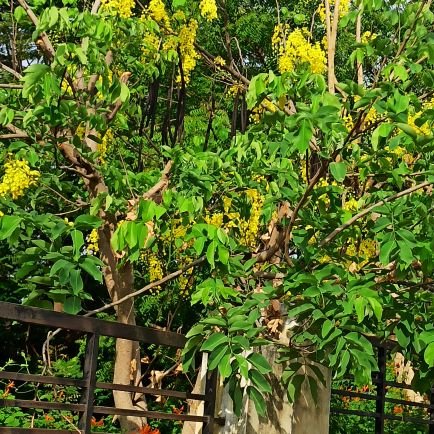 eblrsss's profile picture. Dravidian