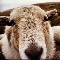 The Sheepish Spud 🐾🐾🐑(@sheepish_spud) 's Twitter Profile Photo