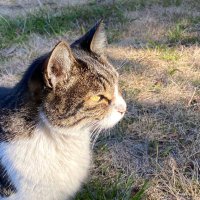 にゃん太郎 (@nyannyan__taro) 's Twitter Profile Photo