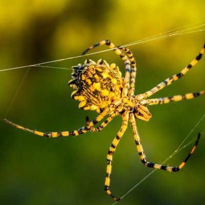 JohanPeraldi's profile picture. Web developer