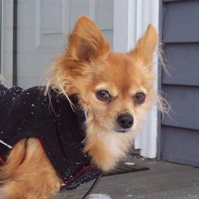 Snarkeuse in Blue. Child-free postmeno dog lady. Lover of intelligence & wit. Dogs are better than people. #Resist
@wearyfatalist.bsky.social