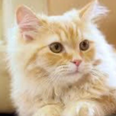rYeQ1HpfaP4QoUb's profile picture. 