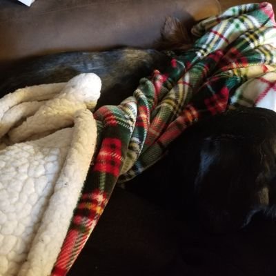 proudgrandma38's profile picture. 