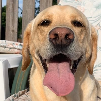 Mom of two beautiful human daughters and a labrador daughter. If I’m not at work I’m probably reading.