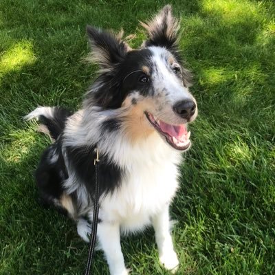 I’m Gilby! It’s easy to Sheltie in place with a good boy like me. 🐶🏡☀️