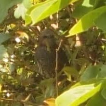 ComThumi's profile picture. きょじんのかったの〜うっえにたつ〜♪