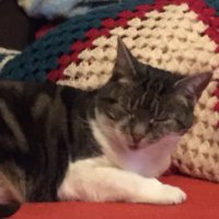 Me (@hugefoodlover) 's Twitter Profile