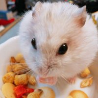 いなりん (@inarinn3971) Twitter profile photo