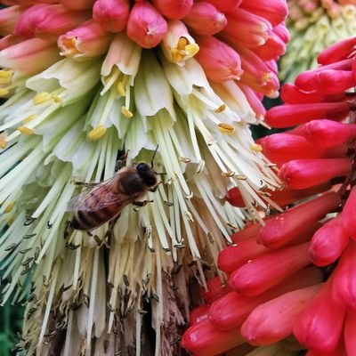 SpeedieLegs's profile picture. 