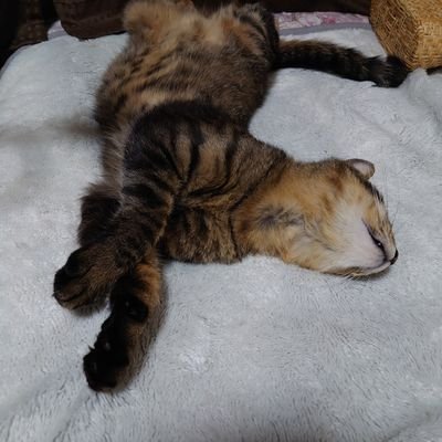 こあら Ponpotiko Twitter こあら Ponpotiko Twitter
