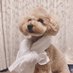 安達さんちのプーさん (@adaachan) Twitter profile photo 安達さんちのプーさん (@adaachan) Twitter profile photo