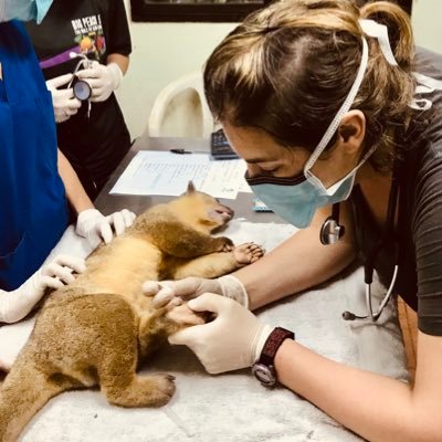 Veterinary Anatomic Pathologist w/ global- + wildlife health interests  🦝🖤🔬