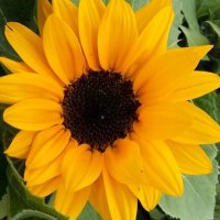 Nancy Gillespie (@nancygi04195625) 's Twitter Profile