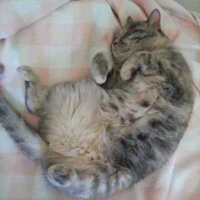 hanayuki33's profile picture. ftx ノンセクとデミセクの中間ぐらい かなりいい大人
足の損傷と鬱で療養中
調子がよいときはちまちまアクセサリー作ってます
猫二匹の下僕
猫 9才のスコティッシュフォールド 通称 お嬢様
  保護猫 2才 通称ハニー
無言フォロー失礼します こちらは無言フォロー歓迎です