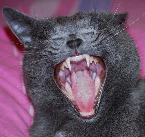 Blu_The_Cat's profile picture. I am a kitty cat that lives in England. I have one addiction Thrive Chicken Treats, oh and catching them slippery, slimey frogs, which comes a close second.