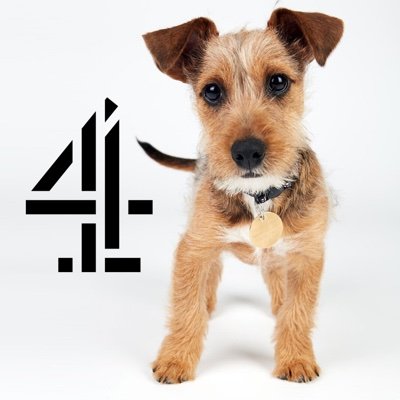 The Official twitter account for Channel 4's The Dog House.
 
Love the show? Register your interest! ⬇️⬇️