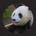 Beltway Panda (Redux) (@ReduxPanda) Twitter profile photo