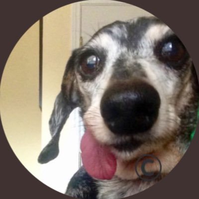 We MISS YOU BABY. 06/07/2020🌈 Me🤍shaped pace😉mask.Adopted 03/2013 @ddrtx SeniorRescueRock⭐️ 19yrs old. Assistant Gawdenah🪴Adventcha Seekah. #PWIDAY