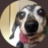 BentleyBents's profile picture. We MISS YOU BABY. 06/07/2020🌈 Me🤍shaped pace😉mask.Adopted 03/2013 @ddrtx SeniorRescueRock⭐️ 19yrs old. Assistant Gawdenah🪴Adventcha Seekah. #PWIDAY