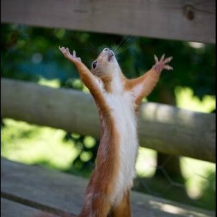 thebibleinmemes's profile picture. Reimagining “the Good Book” through memes.