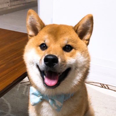 ふなまる 柴犬 犬のマスク被ったらパンチされた でも本当は仲良し 柴犬 犬パンチ