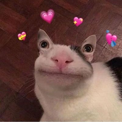 elcattot's profile picture. Bio - grafía no disponible.