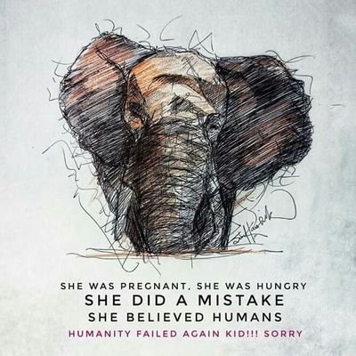 TapanSheth6's profile picture. animal lover and strictly indian