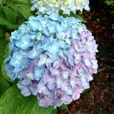 Jn15_16's profile picture. Encourager