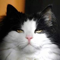 DeddySoe (@deddysoe) 's Twitter Profile
