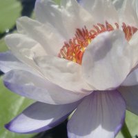 Lotus (@lotus_reign) 's Twitter Profile