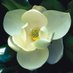 Atlanta Botanical Garden (@AtlBotanical) Twitter profile photo