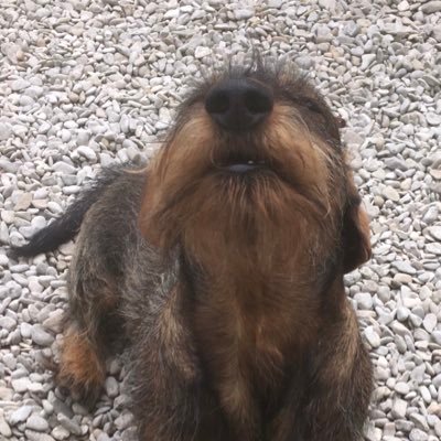 angryEuphemist's profile picture. 