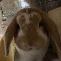 バステト@ニャ (@bastetnya) 's Twitter Profile Photo