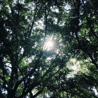 初夏みどり (@___shoka____) 's Twitter Profile