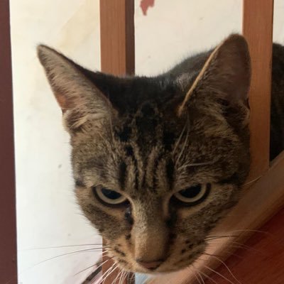 BumbleJuice1995's profile image