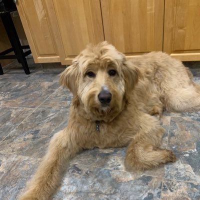 louiseandlife's profile picture. I write about food, cooking, nutrition, pets, wildlife, retail therapy, life's amusing moments and other tales.