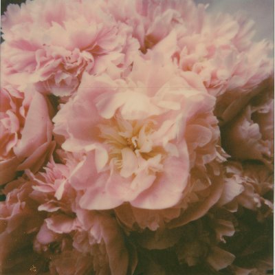 shootpolaroid's profile picture. 