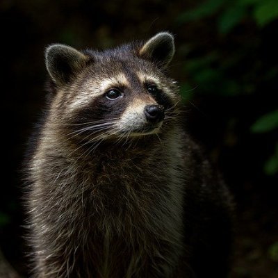 生き物苦手板のアライさん ちなみに純正エチレングリコールは無色透明の液体 蘭姉は青い粉末なのだ ネコが不審死した現場に謎の青い粉の掛かったエサが みたいなニュースを見たことある人も多いと思うのだ その即効性 見た目の派手さから蘭姉定食は