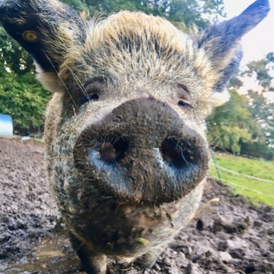 Smallholder, pig-keeper, northern corporate woman gone rogue in Wales. Small-scale producer of free-range, rare-breed pork via The Decent Company