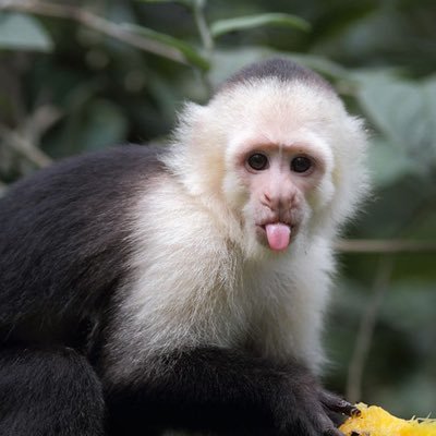 monkeybieb Profile Picture