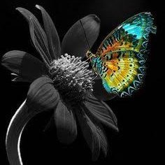 PalesPali's profile picture. Founder @ Ppawin Holdings. Black & White living in harmony. Human Rights. Inspired to make a meaningful impact in the world.
