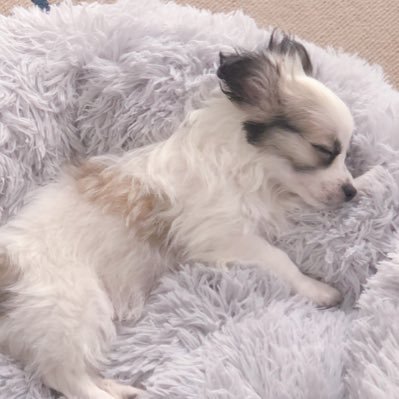 マルチワワのエルモ ペットと動きやすいお台場で買い物 お台場 犬の散歩 人少ない