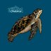 Chelonia PR (@cheloniapr) Twitter profile photo Chelonia PR (@cheloniapr) Twitter profile photo