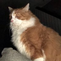 Lori (@loristory88) 's Twitter Profile