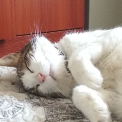 Arcireza's profile picture. Practico el decir lo que pienso sin temor. Animalista y omnívora. Sin color político. Anti-comunista.