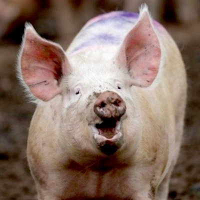 Devin Nunes' Pig 🐷 Oink, Bitch! #DevinNunesIsAnIdiot they/them/their