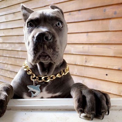 iBe_inGRAM's profile picture. Made in the Jungle, born to be Wild.