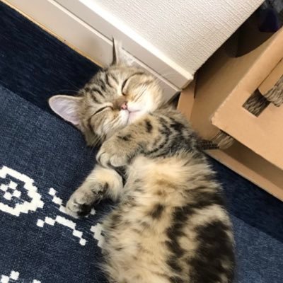 まんまるマリア マリアちゃんのfipの治療は 抗真菌薬を使うという新しい治療法です 今日も悪化していない様子 食欲も Fip闘病中 イトラコナゾール ミヌエット 猫好きさんと繋がりたい マリアちゃん 頑張れ